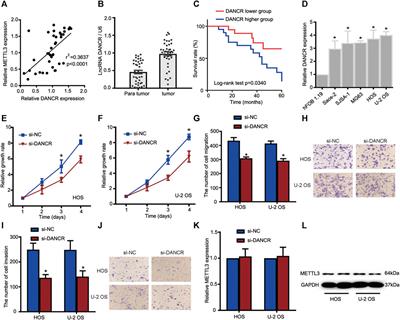 Corrigendum: METTL3 contributes to osteosarcoma progression by increasing DANCR mRNA stability via m6A modification